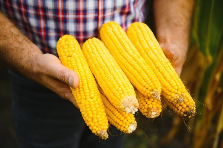 comment cultiver maïs au potager