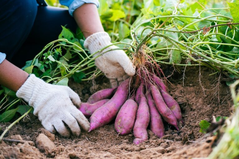 quand planter patates douces ce qu'il faut savoir