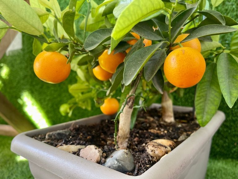 cultiver arbre fruitier balcon