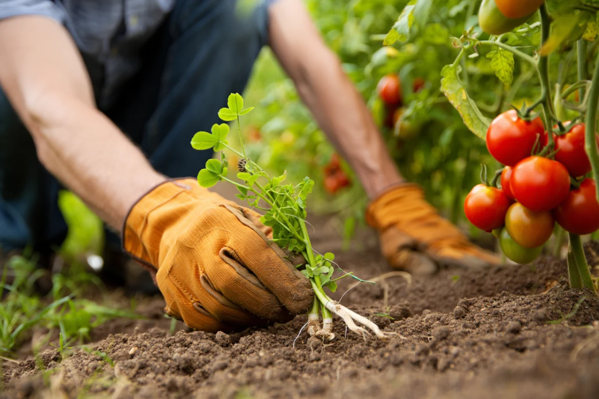 mauvaise herbe à ne pas arracher au potager