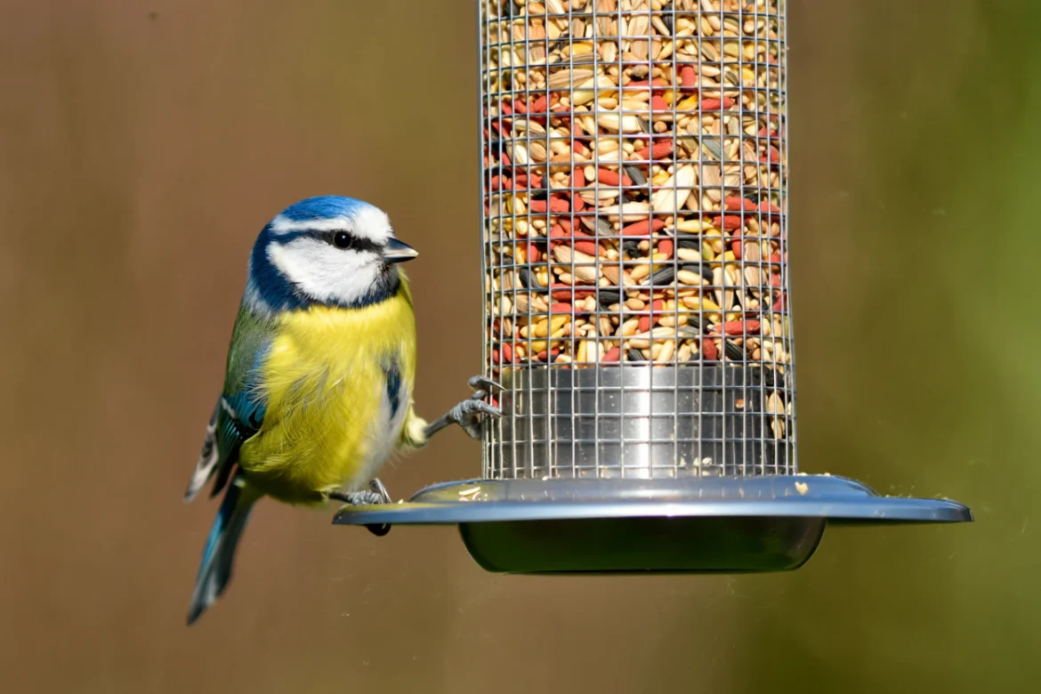 erreurs mangeoire oiseaux