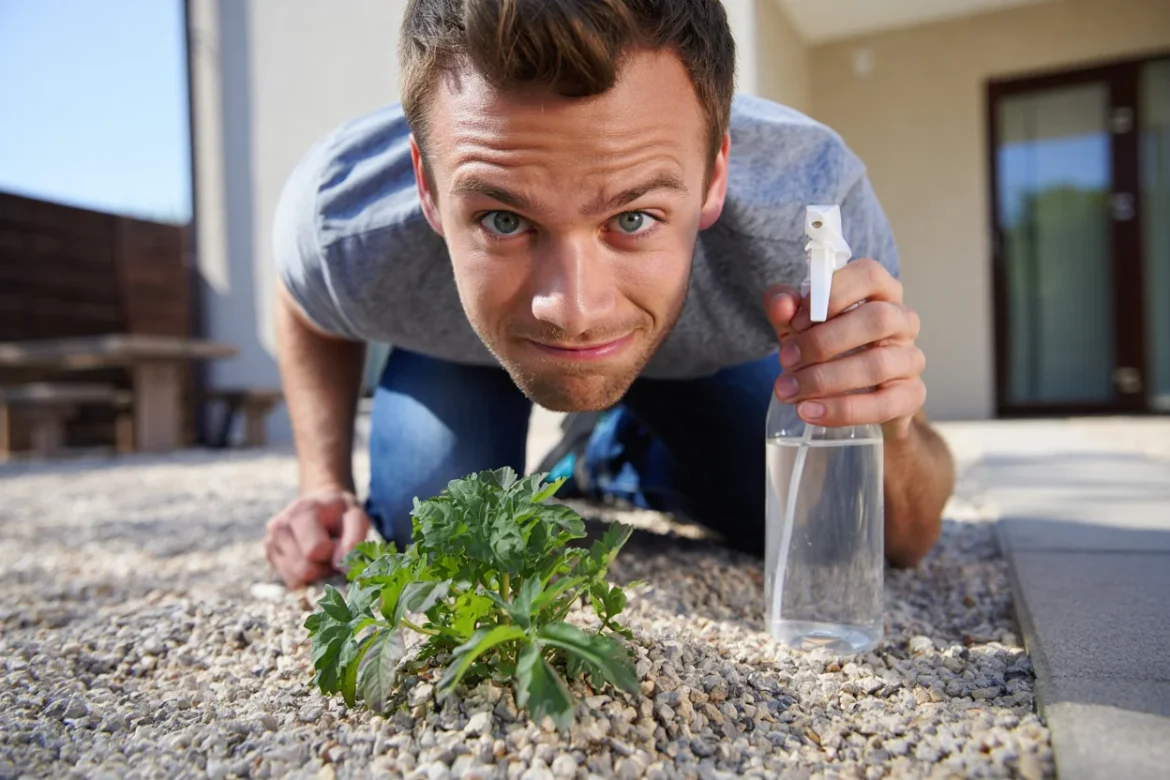 recette désherbant naturel ultra efficace