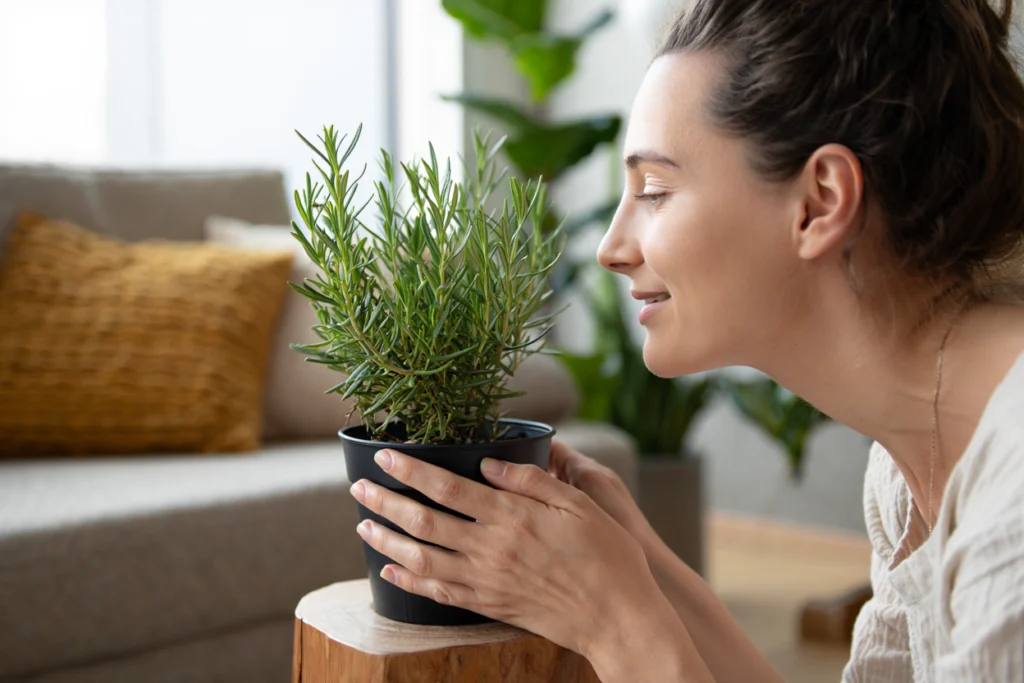 bienfaits romarin en intérieur