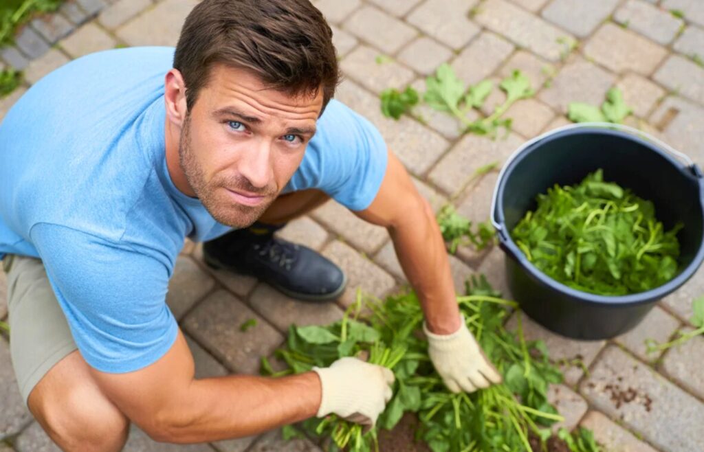 solution contre mauvaises herbes dalles