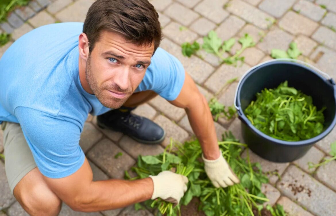 solution contre mauvaises herbes dalles
