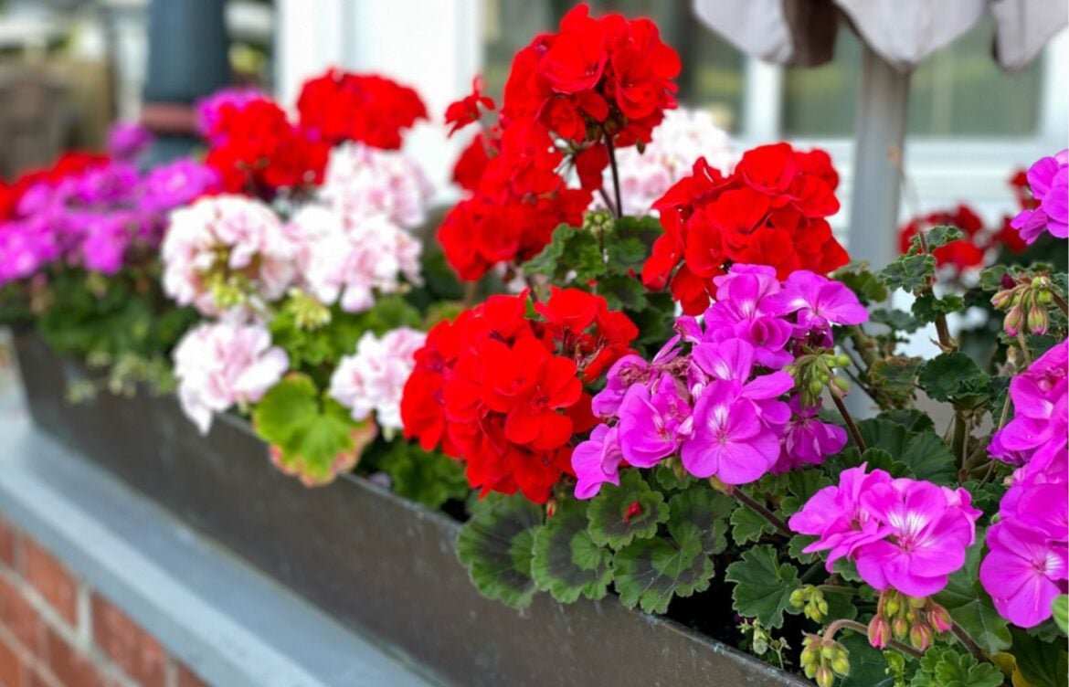 explosion de fleurs geraniums