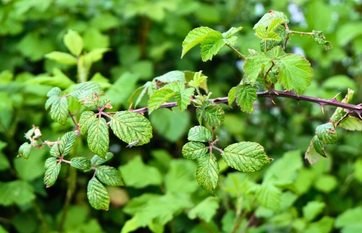 éliminer les ronces naturellement