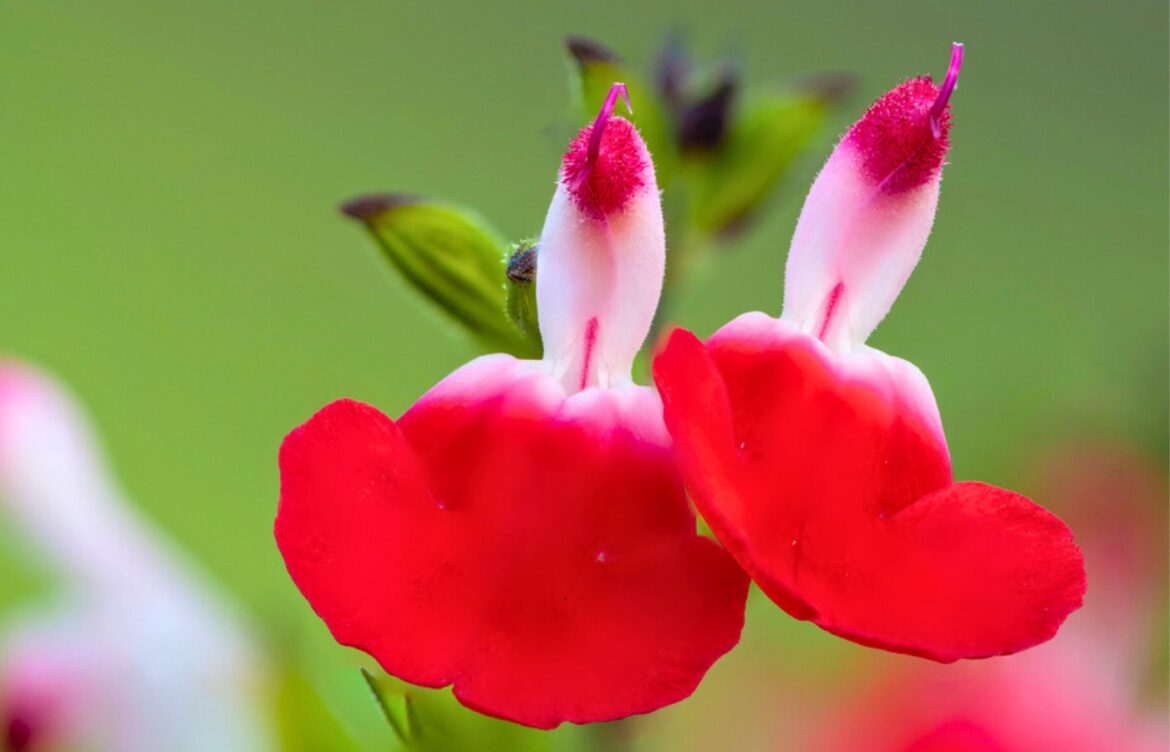 Ne ratez pas cette plante increvable à planter en mai : elle ne craint pas la sécheresse et fleurit tout l’été ! fleur a plante en mai sauge