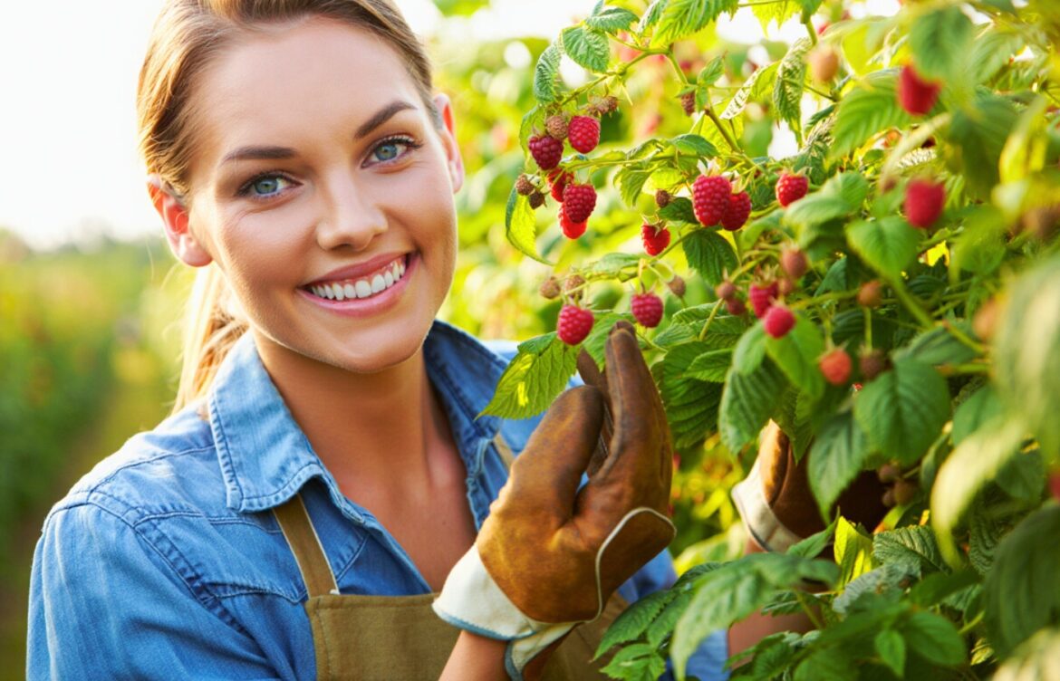 comment doubler sa récolte de framboises