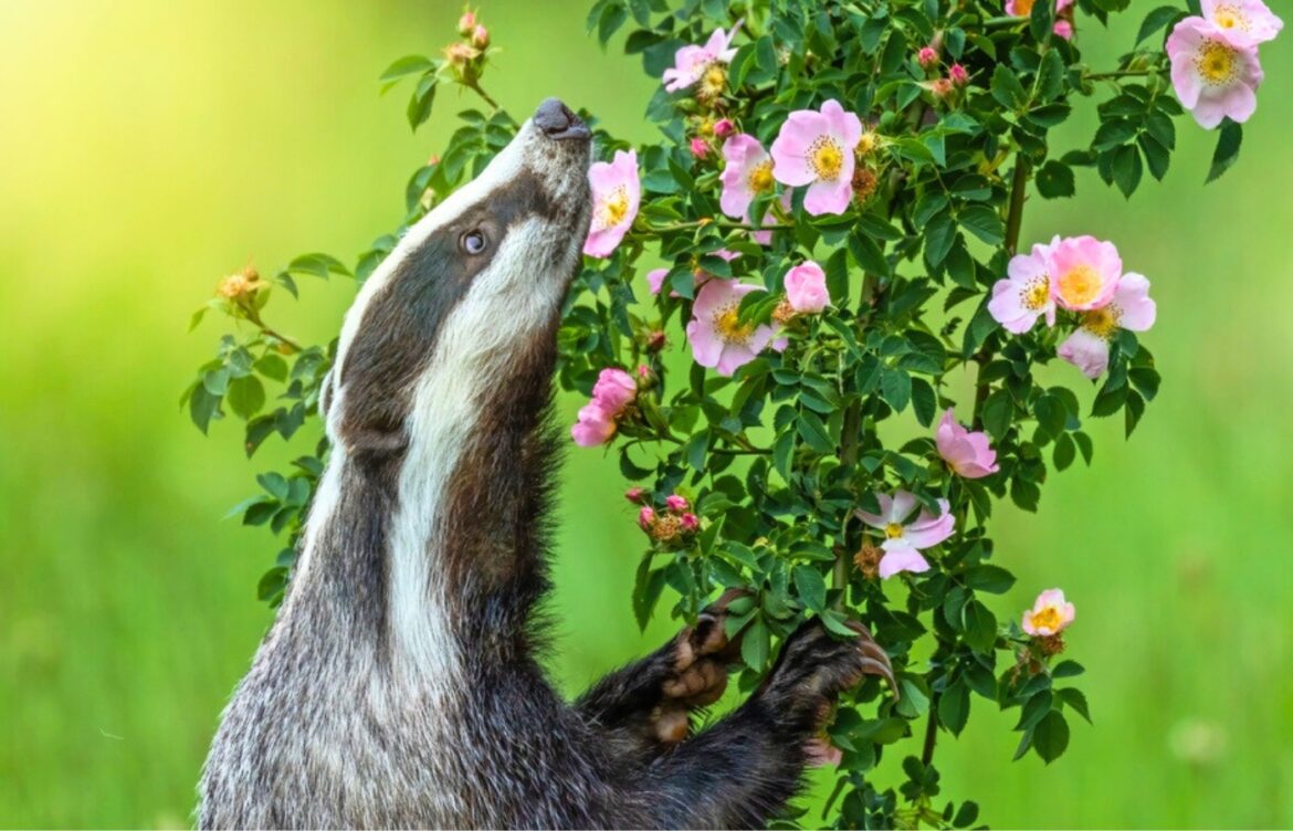 7 astuces se débarrasser blaireau