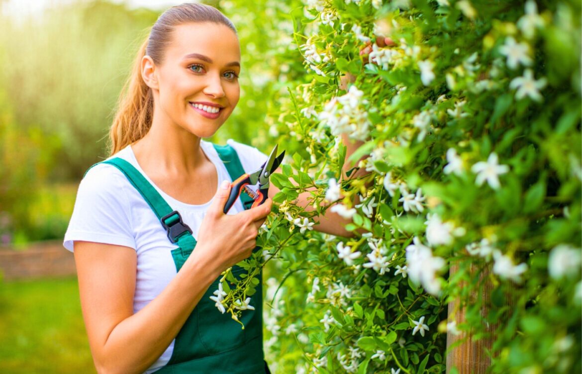 Jasmin grimpant : ce geste simple à faire au bon moment pour qu’il déborde de fleurs tout l’été tailler jasmin floraison exceptionnelle