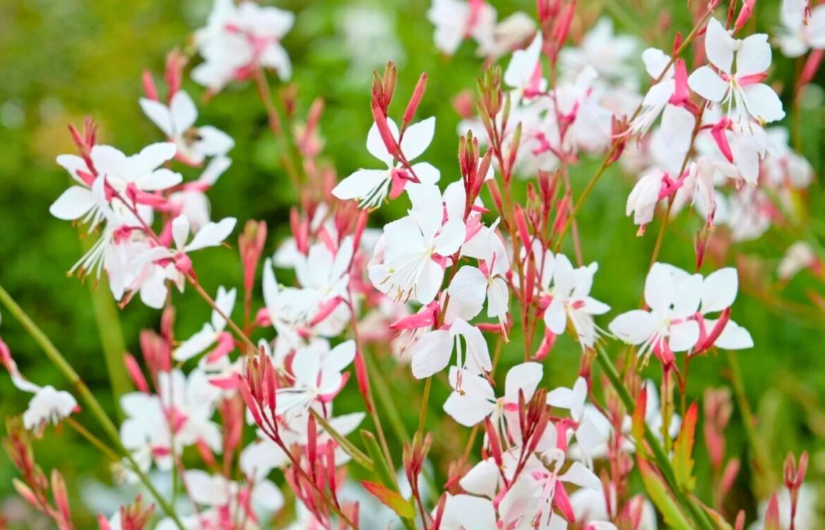 gaura survit sans arrosage