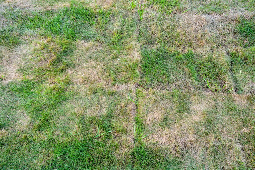 comment restaurer une pelouse abimée