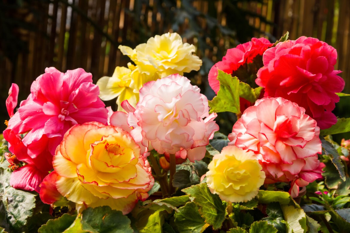 bégonias tubéreux