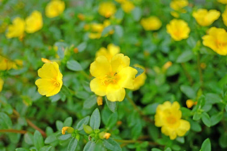 Portulaca oleracea