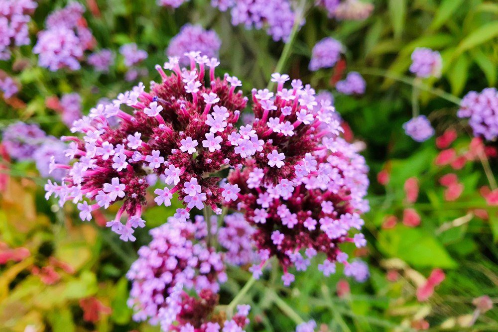 verveine de Buenos Aires
