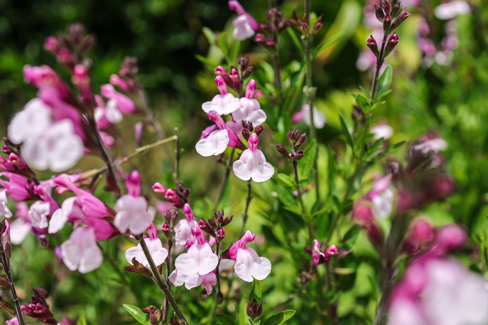 Salvia microphylla