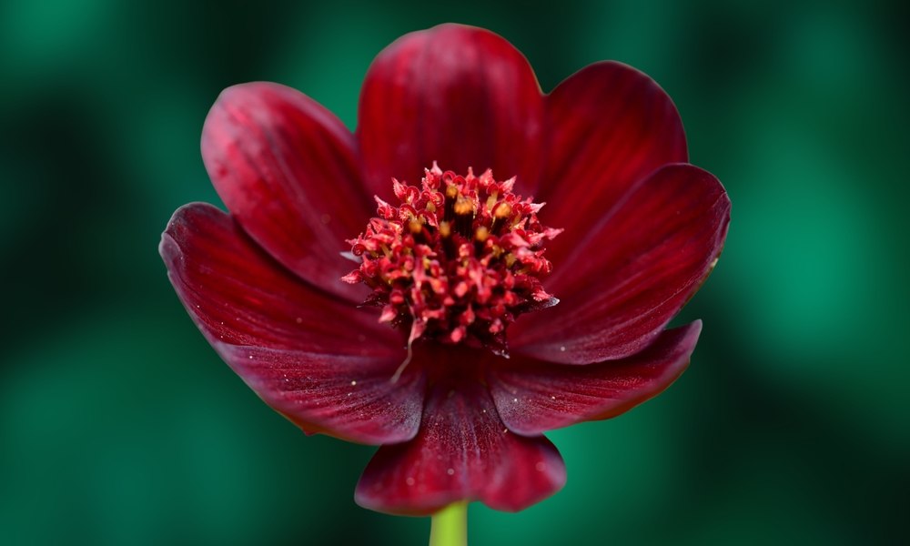 cosmos chocolat