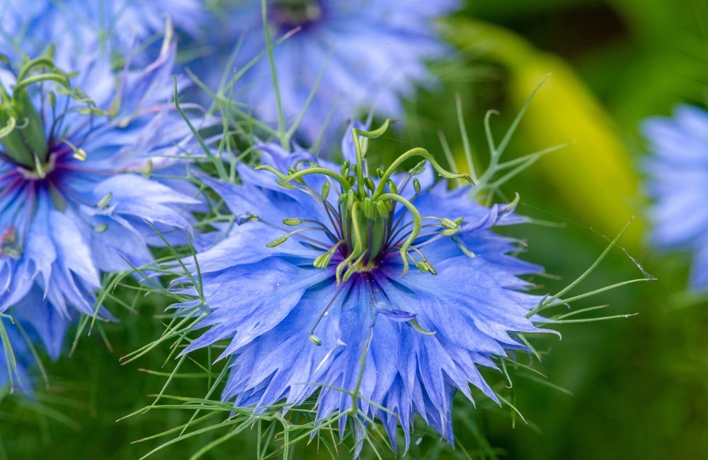 nigelle de Damas