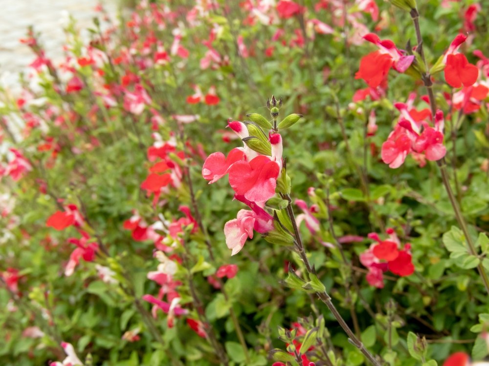 Salvia greggii