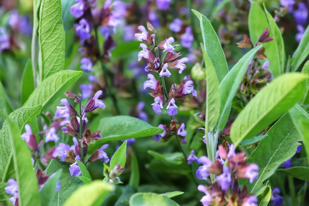 Salvia officinalis