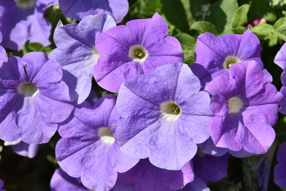 pétunia
