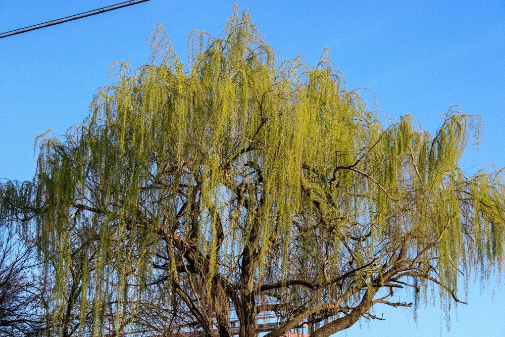 saule pleureur