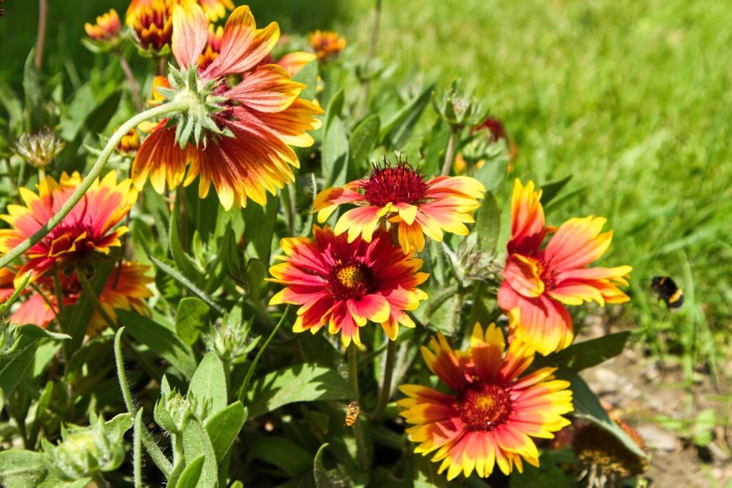 gaillarde