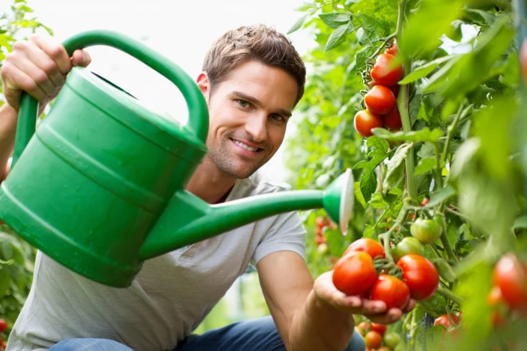 erreurs arrosage des tomates