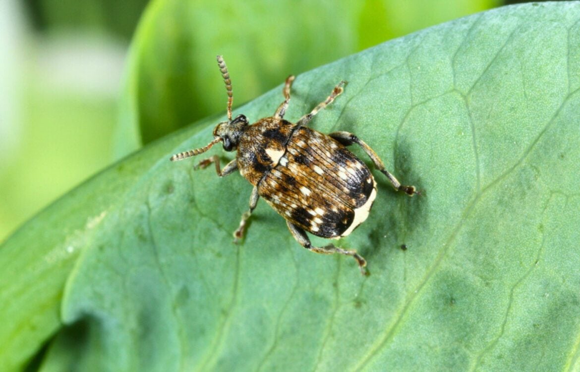 comment se débarrasser charancon jardin