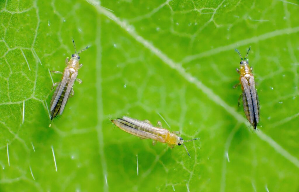 se débarrasser des thrips