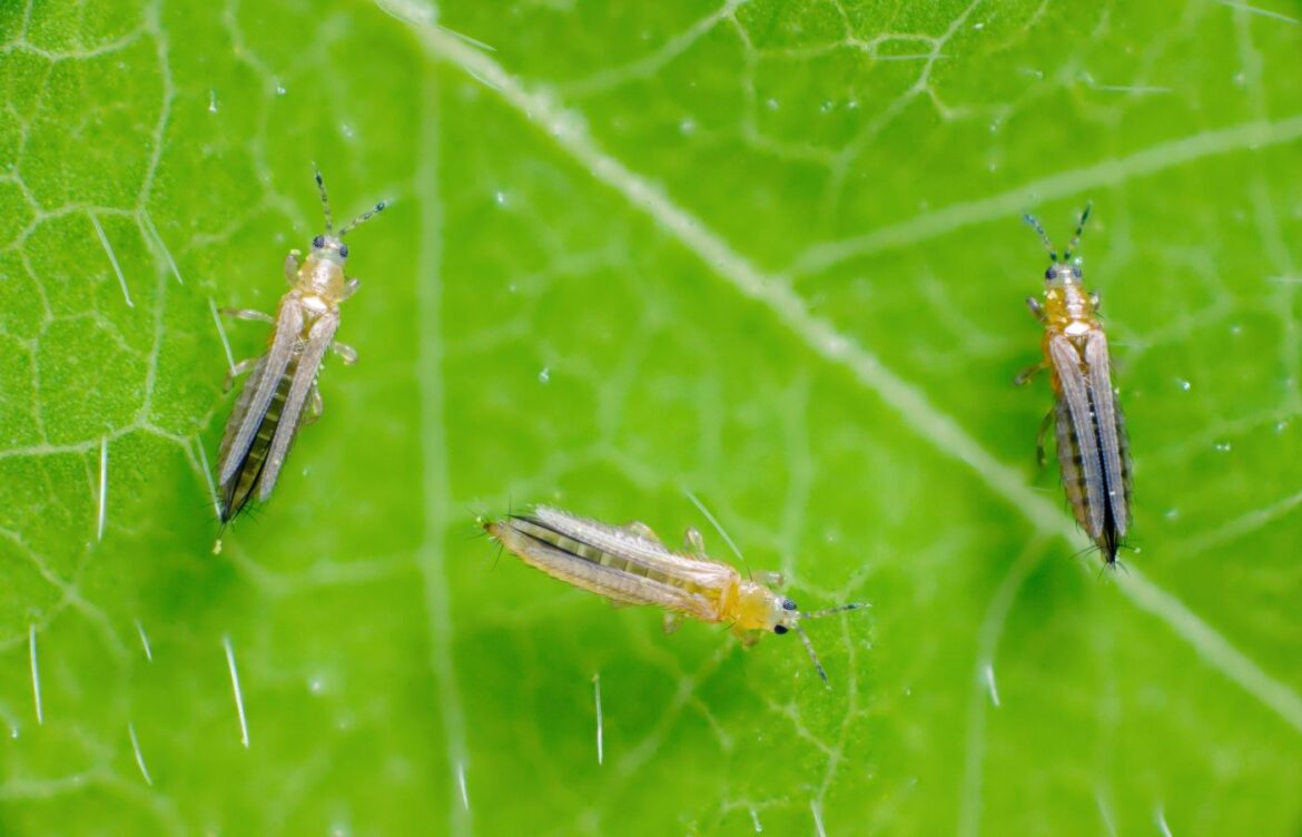 se débarrasser des thrips
