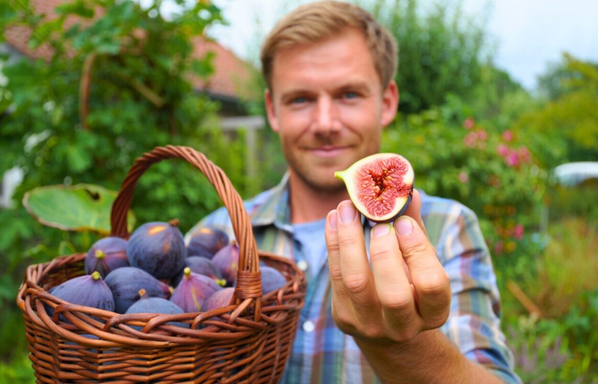 booster production fruits figuier