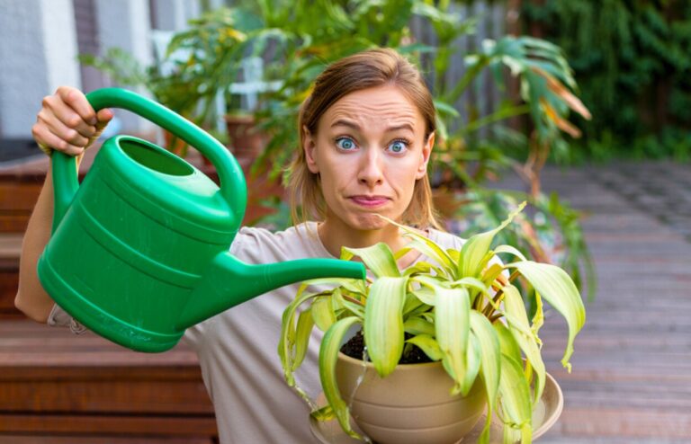 7 signes que vous arrosez trop vos plantes