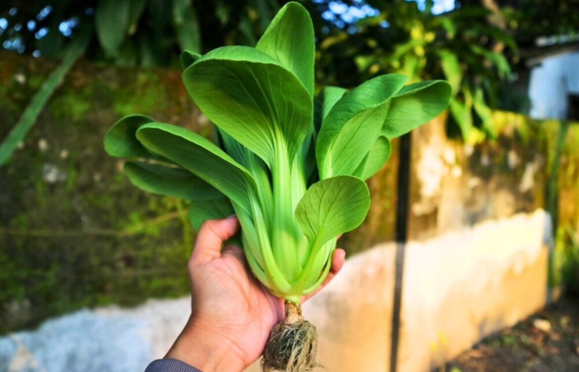 pak choi potager