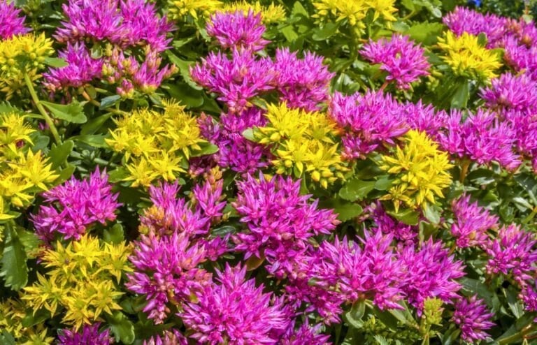 sedum spurium