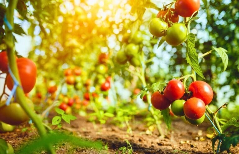 protéger tomates de la canicule