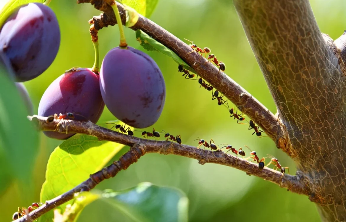 protéger arbre fruitier fourmis