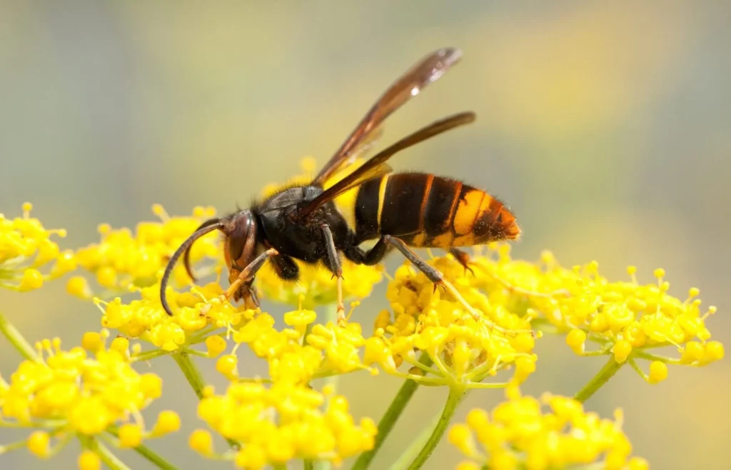 plante contre frelons asiatiques
