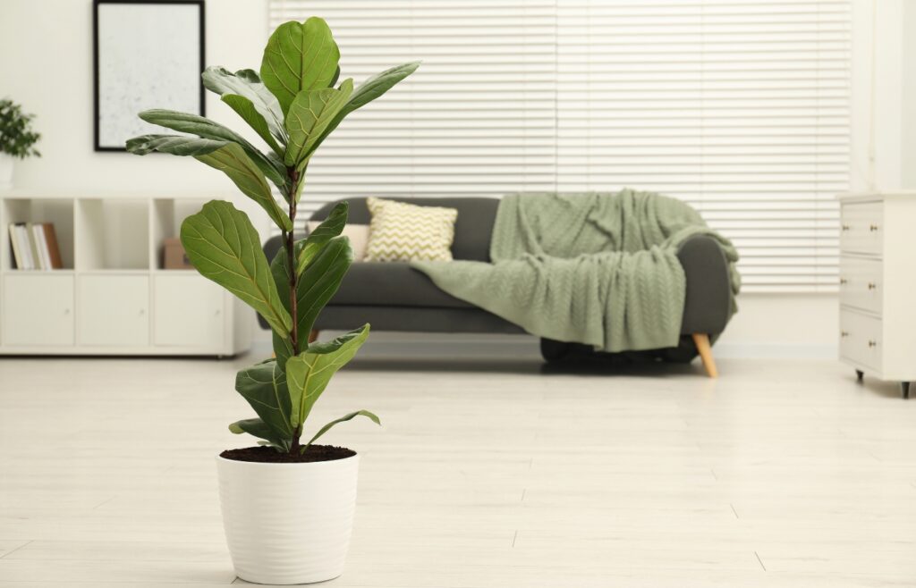 Ficus Lyrata