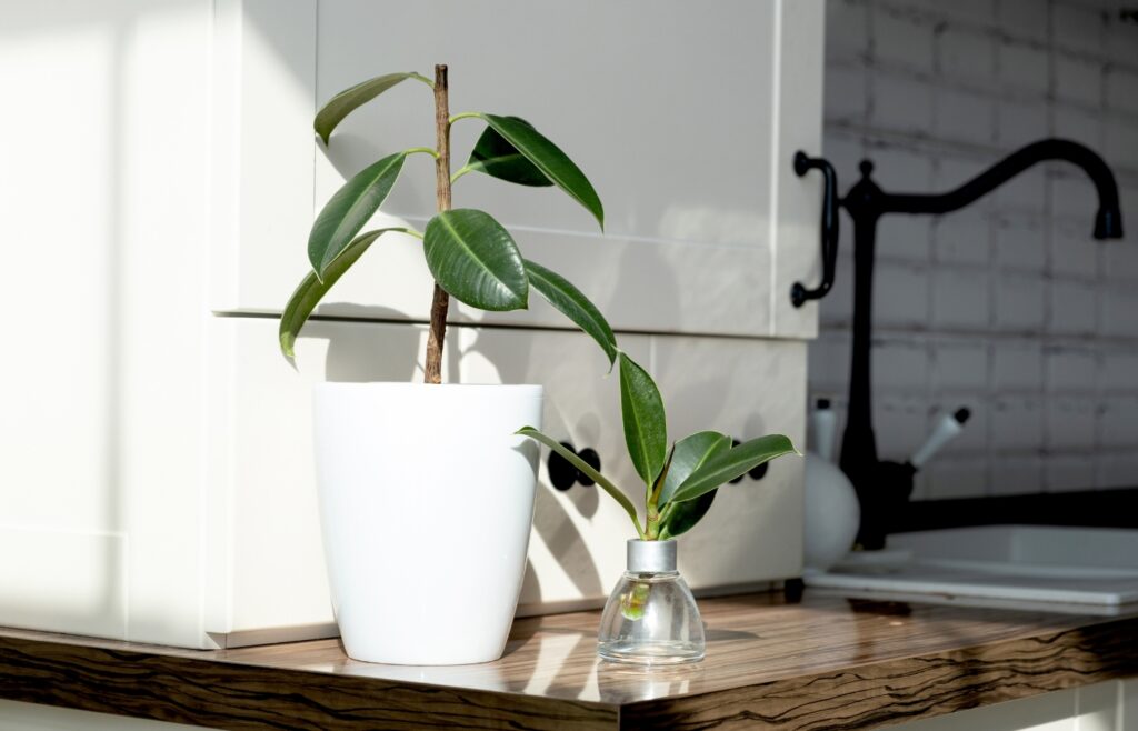 Ficus Elastica