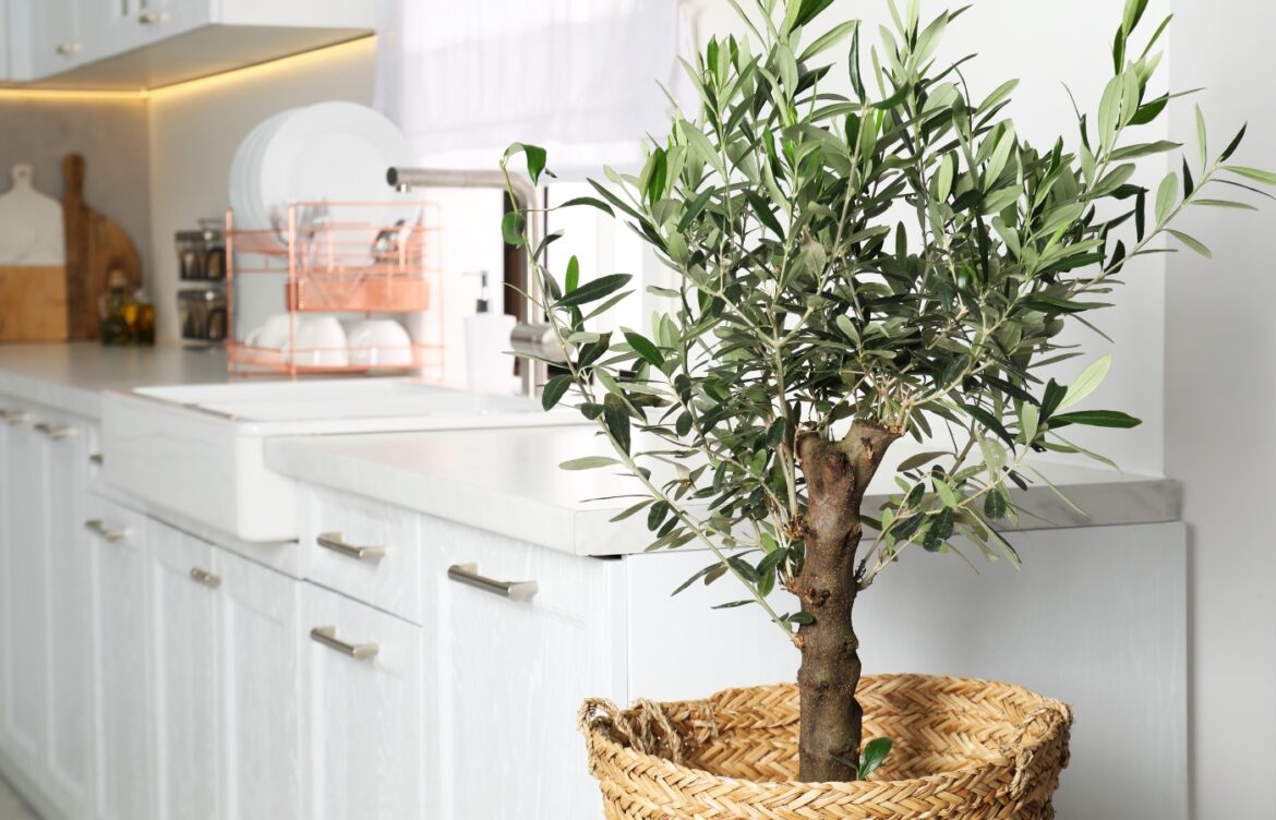 5 arbres d'intérieur