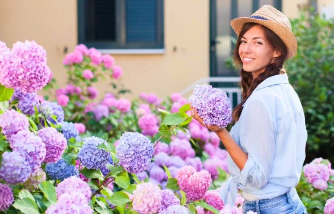 meilleur moment tailler hortensias