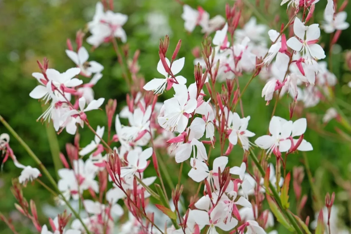 gaura résiste sécheresse
