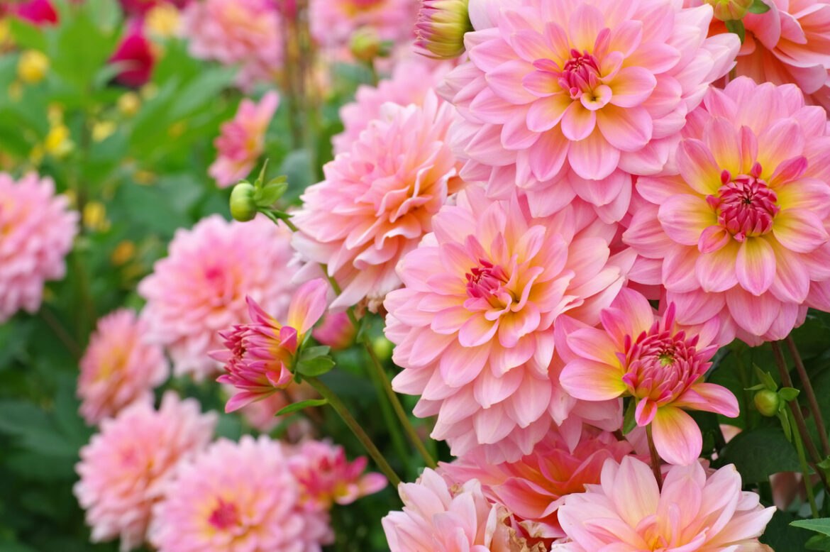 ne ratez pas moment planter dahlias