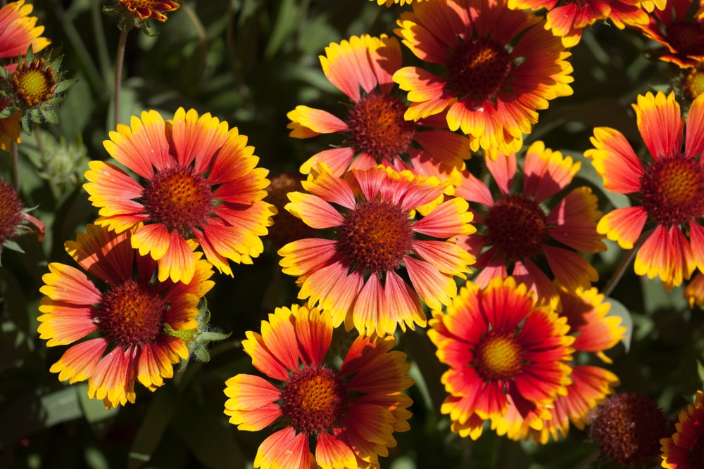 gaillarde