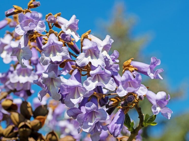 paulownia ombre et résistance chaleur