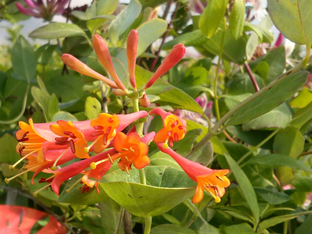 Chèvrefeuille grimpant 'Dropmore Scarlet'