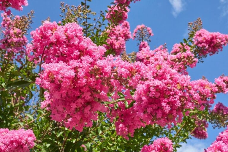 lilas des indes