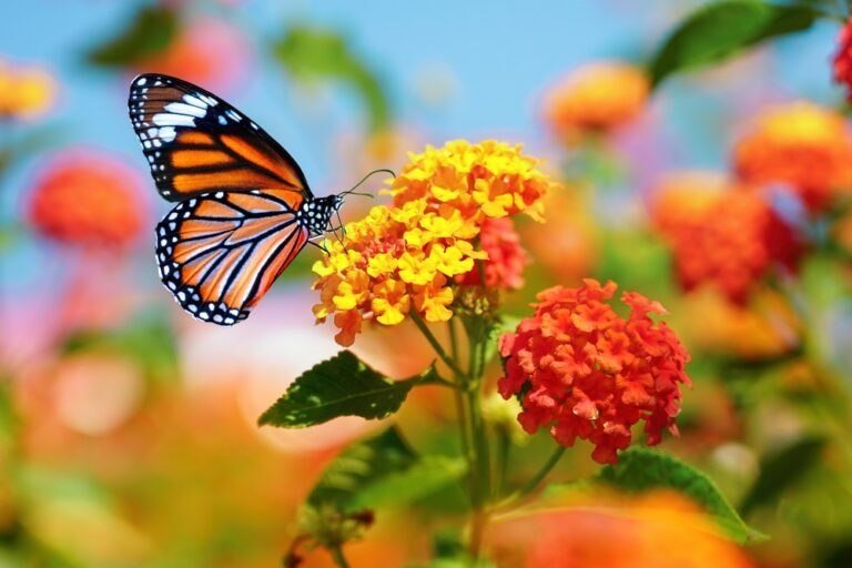 5 plantes attirent les papillons